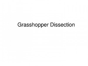 Grasshopper Dissection - SlideServe