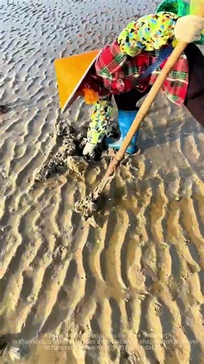 ‌Fishermen are digging for sand worms on the beach with tools.