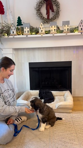 Other people may have a different order of which commands they like to teach their puppy first, this is what has worked for me and what I like. Our puppies very easily and naturally like to sit so that’s an easy one for me to start with. How to teach sit: 1. Anytime your puppy sits on their own and is calm, say “yes” and give them a treat. Once they’re calmed down and focused, move to step 2. 2. Say the word sit, ONE time. Do not repeat yourself. Say the word and wait. This is really important, 