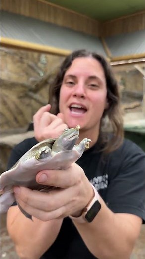 SOFT SHELLED TURTLE🤩 This little guy make look like a softie but he is anything but that😅