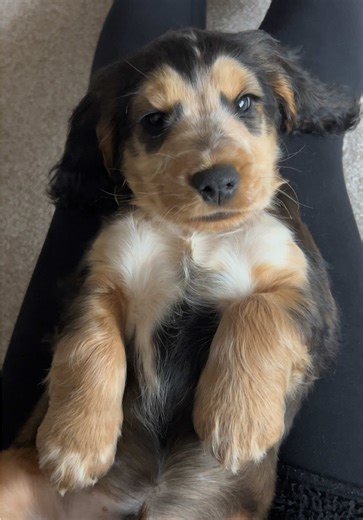 So cute🥹🥰🐾 - - - #puppy #cockerspaniel #showcockerspaniel #puppies #dogsofinstagram