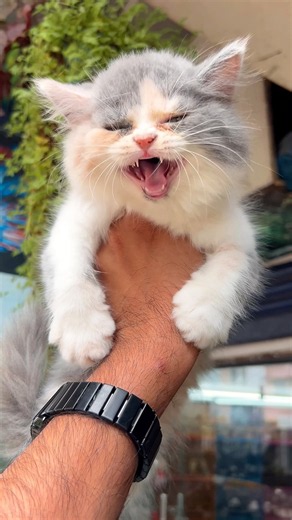 Cats meowing 🙀 | Cat persian video | Cat sound video | Cat videos | Cat voice | Cat | Persian cat