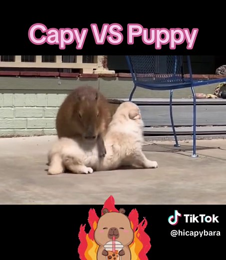 Capy VS Puppy: A Playful Encounter Between a Capybara and a Puppy
