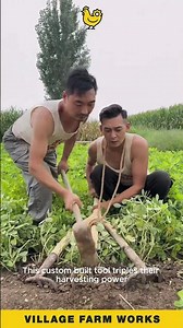 Harvesting Just Got 3x Faster 😮 With This Incredible Homemade Tool #FarmingInnovation