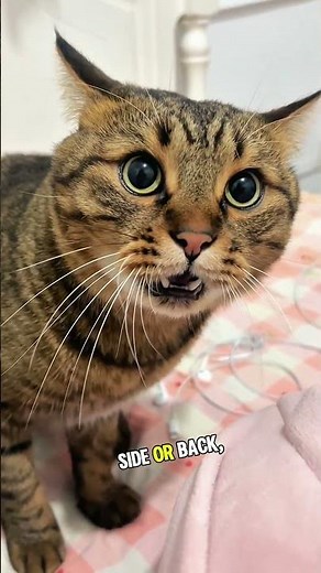 Tips for Understanding Your Cat's Everyday Body Language #cat #catlovers #pets