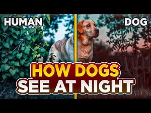 What Do Dogs really See at Night with Their Night Vision?