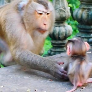 Come on baby...The mother monkey start training her small baby how to walk | Monkey BiBi