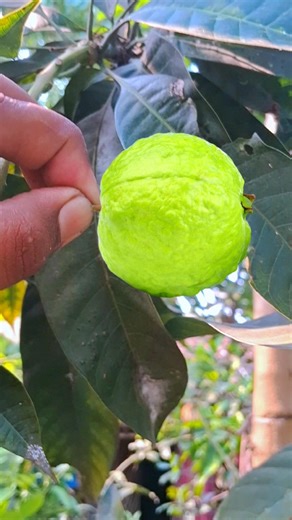 Experiments with guava and mango in the tree #ytshorts #shortsvideo #experiment