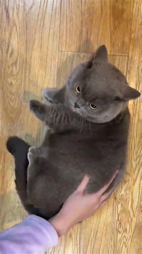 They said it would be fun to have a kitten🤣🤣#funnycats #funnyanimals