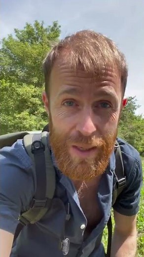 White goosefoot, wild spinach or cabbage, Chenopodium album is more than delicious 😋