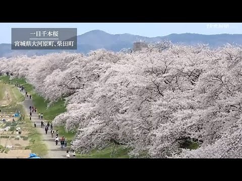 宮城で「一目千本桜」が見頃