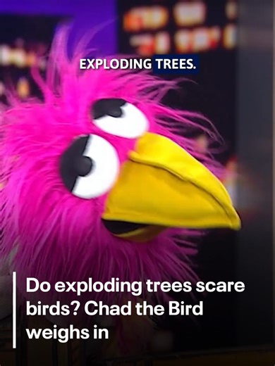 Understanding Exploding Trees and Their Impact on Birds | TikTok