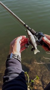 16K views · 78 reactions | Just keep swimming...featuring the Mullet Swimbait. Watch as the tight tail action brings this Mullet to life. The soft plastic Mullet can be used in skinny water, over grass and shallows, and for fishing in current. https://mustad-fishing.com/livetarget/us/product/mus?packCode=1&lengthSize=5+1%2F2%22+%7C+140mm&weightSize=1+1%2F2oz+%7C+42g&colorName=Silver (: @to_ferreira_fishing) | LIVETARGET Lures | Facebook