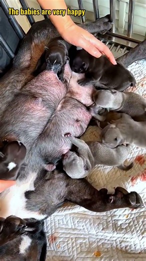 사랑스러운 강아지와 함께하는 행복한 삶 #puppy #dogshorts