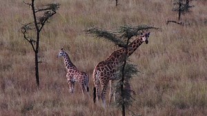 Some exciting news to kick off 2023! We are proud to announce a second giraffe birth in Pian Upe Wildlife Reserve in Uganda. Once home to Uganda’s largest population of giraffe, sadly, by the mid 1990s giraffe were locally extinct. Together with the Uganda Wildlife Authority and other partners, we led two ambitious conservation translocations to return the now critically endangered Nubian giraffe to their historical stronghold. What an amazing conservation success story as we observe this popula