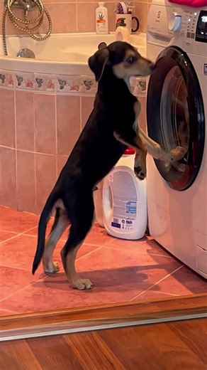Keď psa zaujme obyčajná práčka 😂