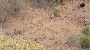 20K views · 399 reactions | This video captures an unexpected clash between Tiger & Sloth Bear in Ranthambore National Park. Video - Parimal Nathwani | Ranthambore National Park | Facebook