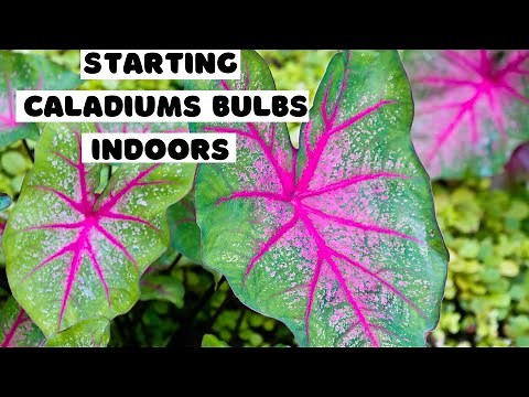 Starting CALADIUMS Tubers Indoors // planting CALADIUM bulbs in containers 🌸 growing caladiums 🍀