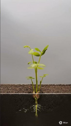Time-lapse of a seed growing with artificial intelligence vision. #aiart #timelapse