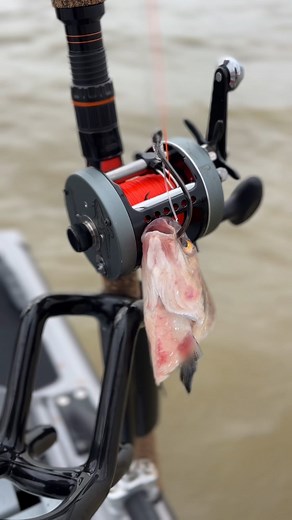 Whisker Seeker Tackle on Reels