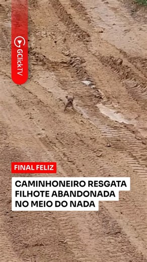 Gclick Tv on Instagram: "A solidão da estrada foi quebrada por um encontro inesperado que mudou o destino de uma pequena vida. 🚚 No meio de um trajeto de terra e cercado por mata, um caminhoneiro se deparou com uma cena de cortar o coração: uma filhotinha minúscula abandonada à própria sorte bem no meio do caminho. 🐶 O contraste entre o tamanho do caminhão ao fundo e a fragilidade do animal na frente mostra o quanto ela estava vulnerável. Mas, felizmente, a viagem daquele dia tinha um propósit