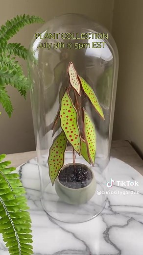 Discover the Beauty of Begonia Amphioxus Art