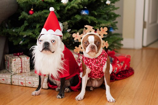 The Best Christmas Dog Names for Your Festive Pet