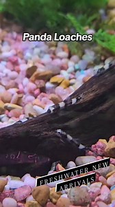 FRESHWATER NEW ARRIVALS! 1. Panda Loaches 2. Zebrina Pike 3....