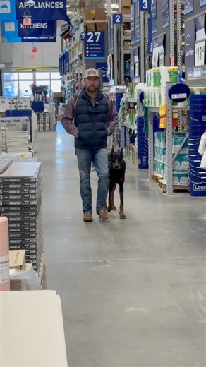 1.4K views · 42 reactions | Just a few dogs we have trained #holtstrainingacademy #dogsofttiktok #dog #dogsofinstagram # | Brant Holt | Facebook