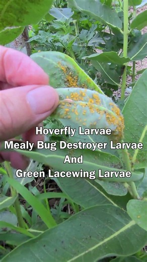 How I Deal With Aphids On Commom Milkweed Most Of The Time