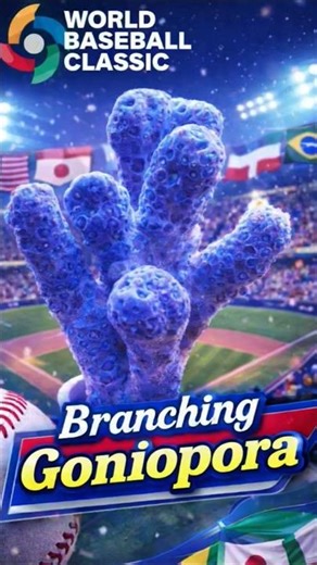 Ever seen a branching goniopora?