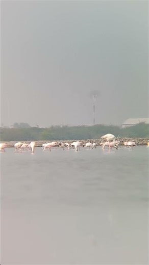 #sanctuary #naturephotography #birds #wildasssanctuary #tourism #touristplace #touristattraction