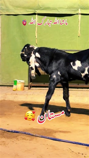 Benefits of Goat Farming at Chohan Goat Farm