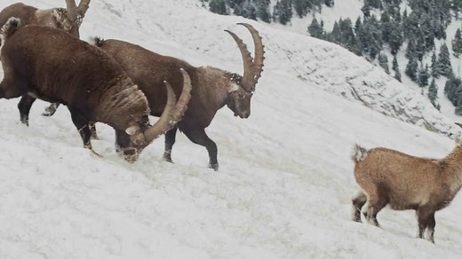 Grace on the Peaks: Alpine Ibex of the French Alps