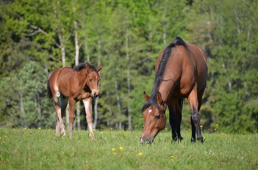 Le cheval des Franches-Montagnes connaît un succès croissant | RTS