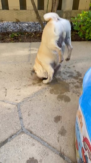 SharkieHunter at Youz Serbice. 😌🍑🦈😆 #kosherDill🥒 #spicygherkin🥒 #pug #pugs #puppies #pugpuppies #teenagepugs #Mops #pugsnotdrugs #puglife #pugsofinstagram #dogsofinstagram #pet #buzzfeed #dogs #dogoftheday #puppiesofinstagram | Grumpy Pug