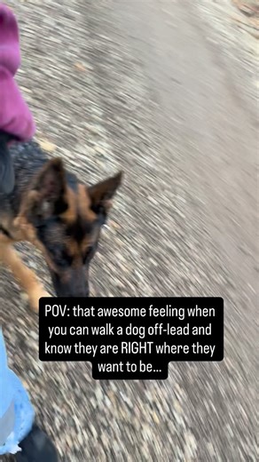 Our 4-year-old female 🥰 she was possibly the HARDEST rehabilitation I have EVER encountered. - - I have a soft spot in my heart for re-homing problem pure-bred GSDs that have had a rough start, and we got Zeder at 10 months old after a well-meaning, but too-busy-breeder kept her cooped up, without socialization. She was the most ANXIOUS dog I have ever dealt with, you could smell her stress!! Today, she is one of the best-behaved and smartest dogs we have! She is fiercely loyal, reliably obedie