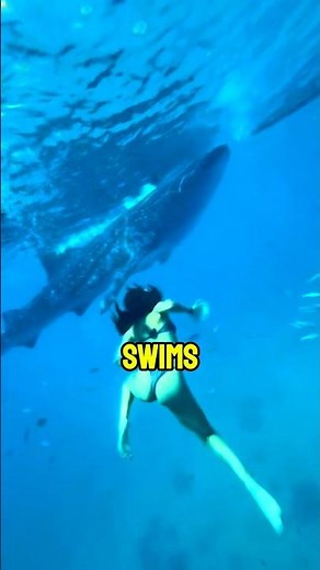 She Thought It Was a Shark… Then Realized It Was a Whale Shark 😳#whaleshark #ocean #shark