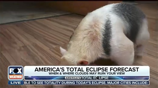 4.8K views · 139 reactions | Thanks to FOX Weather for enjoying the animals as much as I did yesterday at the Little Rock Zoo! ‬⁩ #anteatercam #totalsolareclipse | Janice Dean | Facebook