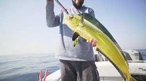 In this video Ali Hussainy introduces some of the new Fathom Low Profile level wind reels and matching rods from PENN Fishing. These new low profile reels are lightweight, extremely durable.and are more than capable of landing larger than expected fish but built for smaller gamefish. Often times anglers repurpose freshwater level-wind low profile reels on the ocean and it just beats them up. “These Fathom 200, 300 & 400 reels from PENN are saltwater adaptable that makes them perfect for the ligh