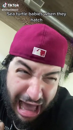 Sea Turtle Babies: The Miracle of Birth Underwater