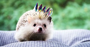 27 Cute Hedgehog Crafts for Kids - Cool Kids Crafts