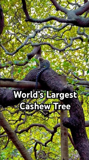 World’s Biggest Cashew Tree | Maior Cajueiro do Mundo | Cajueiro de Pirangi