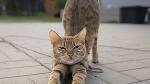 The Viltrox AF 16mm f/1.8: A Hidden Gem of a Lens