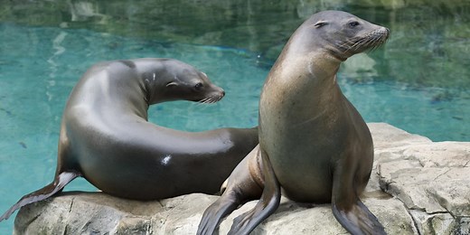 Dare to Compare: What’s the Difference Between Sea Lions and Seals?