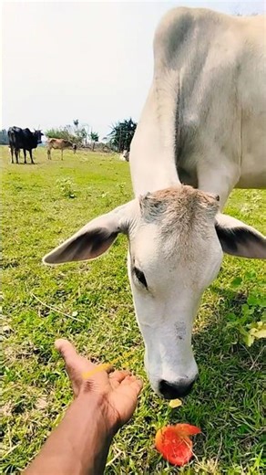 Cow Talking Short Video)Cow Sound Shorts Video)#talkingcow
