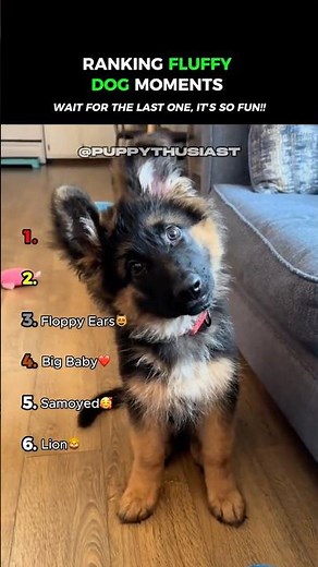 The Fluffiest Dogs on the Internet... 😂😂