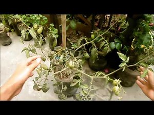 HOW TO FERTILIZE AND GROW TOMATO PLANTS IN POTS