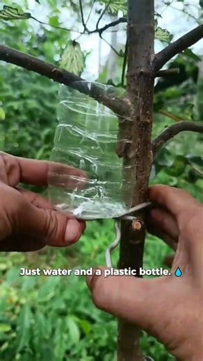 Genius Tree Propagation Hack: No Bark Peeling Needed! 🌳💧