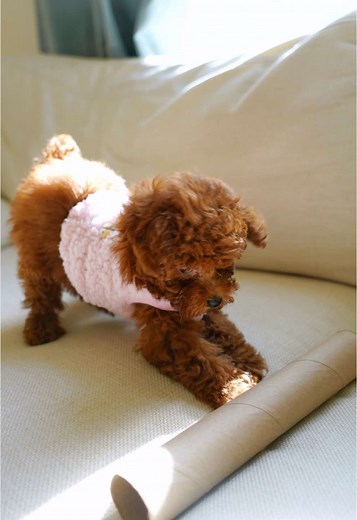 Fiona is facing the toughest decision of her life – three bones in front of her! 🤯 What to do?! Chew them all at once? Pick the tastiest one? Or just sit there, overwhelmed by the impossible choice? This isn’t just a snack, it’s a true existential dog dilemma! 🐶💭 #poodlelove #poodlelife #poodles #poodlelover #fluffypoodle #toypoodle #redtoypoodle #poodlesoftiktok #poodle #puppylover #puppylife #fluffypuppy #happypuppy #puppyvibes #puppyadventures #puppytraining #cutestdogever